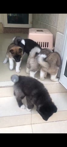 Akita – Akita for sale.