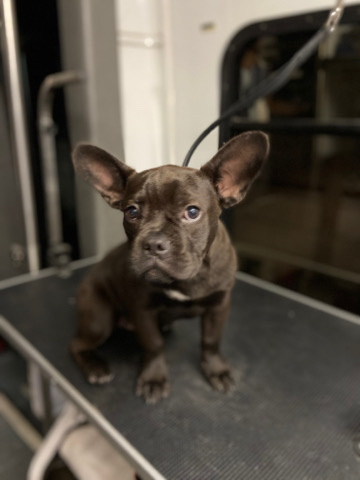 French Bulldog