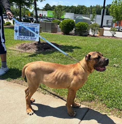 IccF Cane Corso Pup 6 months Old