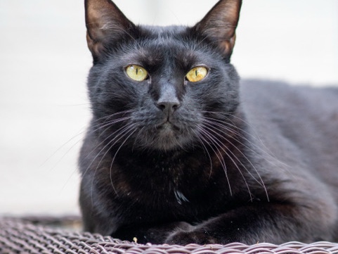 Friendly Registered Adult Cat Available for Rehoming – 4 Years Old – Cheyenne
