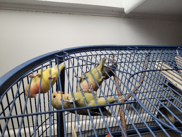 Peach faced baby love birds for sale.