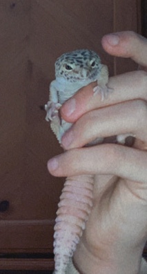 rehoming 2 female leopard geckos!!