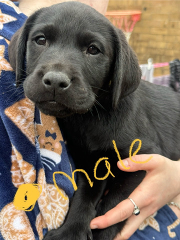 Labrador Retriever – Labrador pups for sale