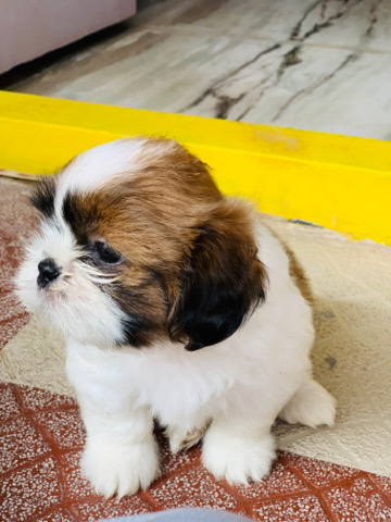 Shih Tzu – shihtzu puppy