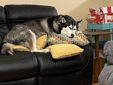 Siberian Husky - husky, Zero 7 yrs old available for adoption in Chandler