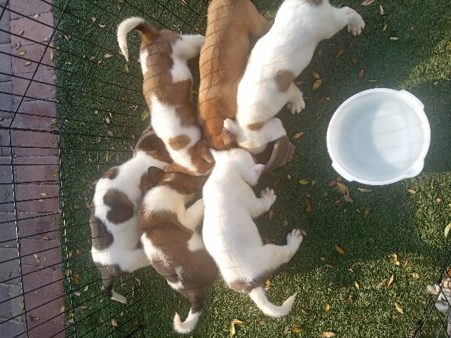 Saint Bernard mixes