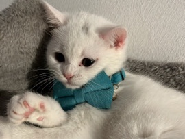 British Shorthair – BKH Kitten in weiss abzugeben – Diez