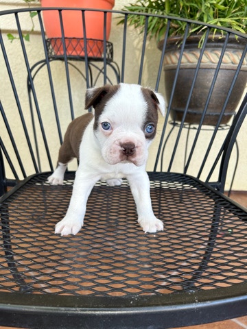 beautiful Boston terrier puppies 