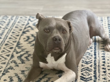 American Staffordshire Terrier - Rehome a rescue pit available for adoption in San Antonio