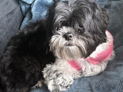 Shih Tzu – Please Give My Shih Tzu a home – Macon