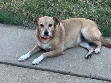 Mixed Breed – Friendly Mixed Breed Dog for Adoption – Oklahoma City – Oklahoma City