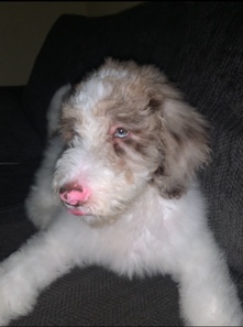 Golden Retriever – Merle goldendoodle