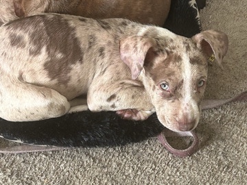 Pit Bull – Merle pitbull puppy