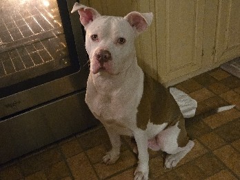 American Staffordshire Terrier – Cuddly smart sweetheart