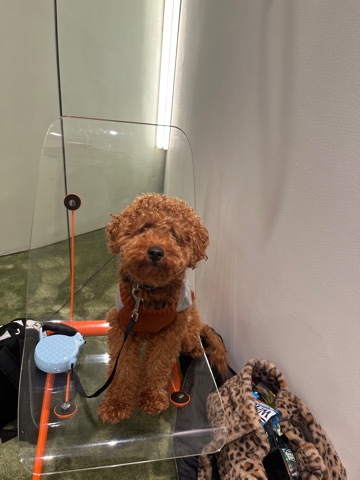 Poodle – Cockapoo for sale