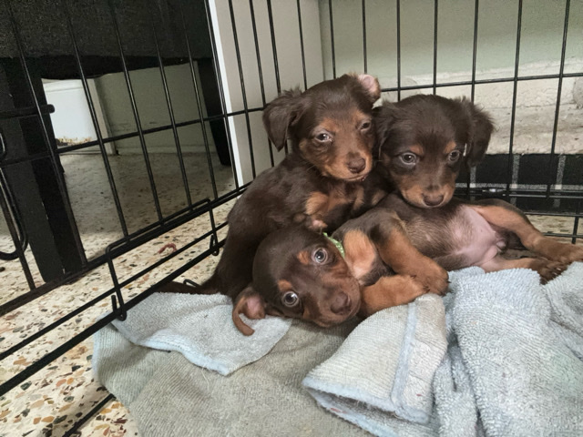 Dachshund – Mini Dachshund Puppies