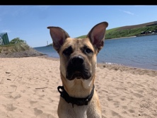 German Shepherd – rehome