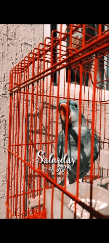 Parrotlet – Alexander parrot