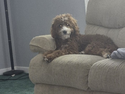 Goldendoodle – Mini Goldendoodle – Middletown