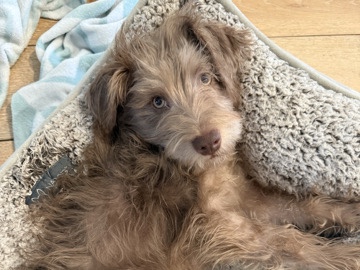 Miniature Schnauzer – New home for Oliver – Philadelphia