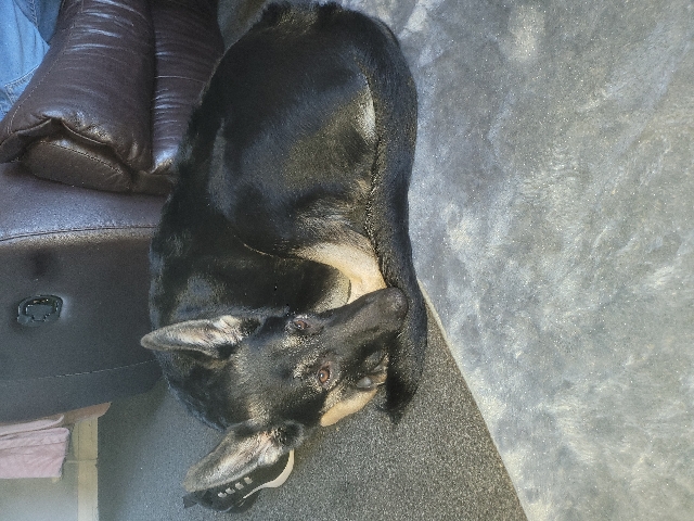 German Shepherd – German shepherd