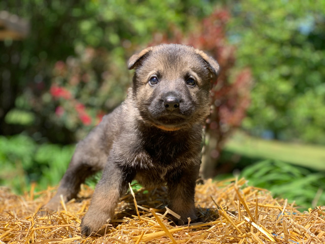 German Shepherd – Red Racer - German Shepherd male puppy