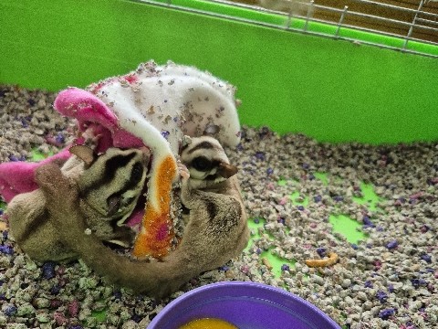 2 bonded sugar gliders with cage and accessories. 