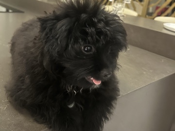 Pomeranian - selling Pomeranian/maltese mix breed available for adoption in Dubai