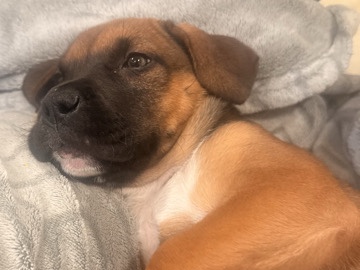 Beagle – Buddy! – Crumpler