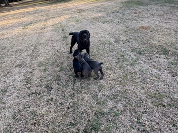 Cane Corso – Cane Corso Pups – Snellville