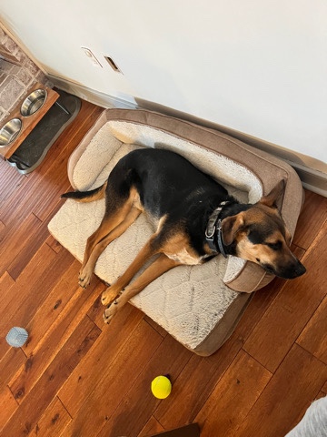 Labrador Retriever – loving lab/beagle mix