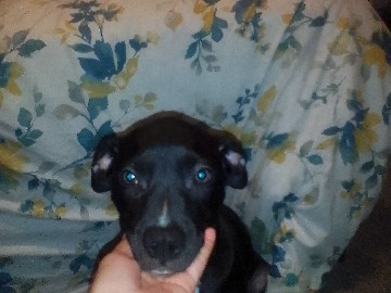 American Pit Bull Terrier – rehoming a puppy – San Antonio