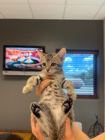 FREE kittens