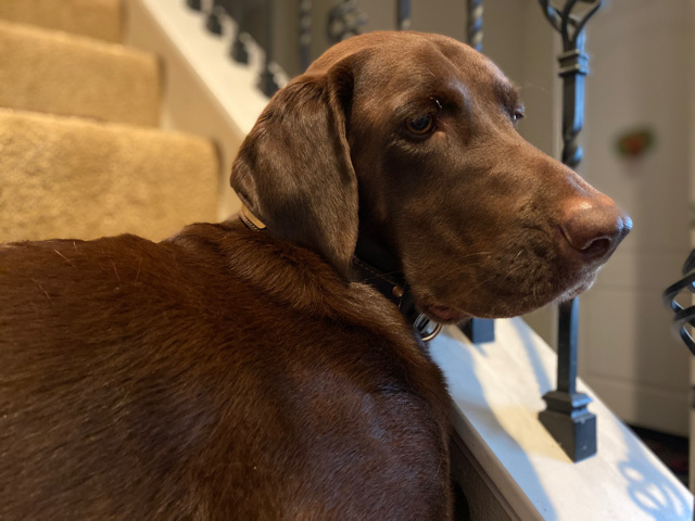 Labrador Retriever – Looking for a loving home for our pet