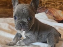French Bulldog – French bulldogs – Annapolis