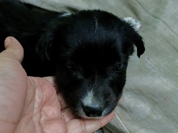 Indian Spitz - Little angel looking for home 🏡 available for adoption in Jaipur