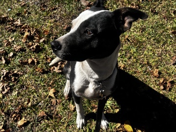 American Pit Bull Terrier – American pit x German shepherd