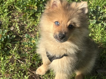 Finnish Spitz – Spitz petit – Nice