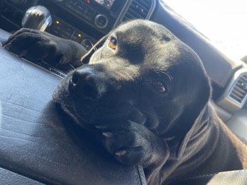 Labrador Retriever – Rehome Black lab – Mims