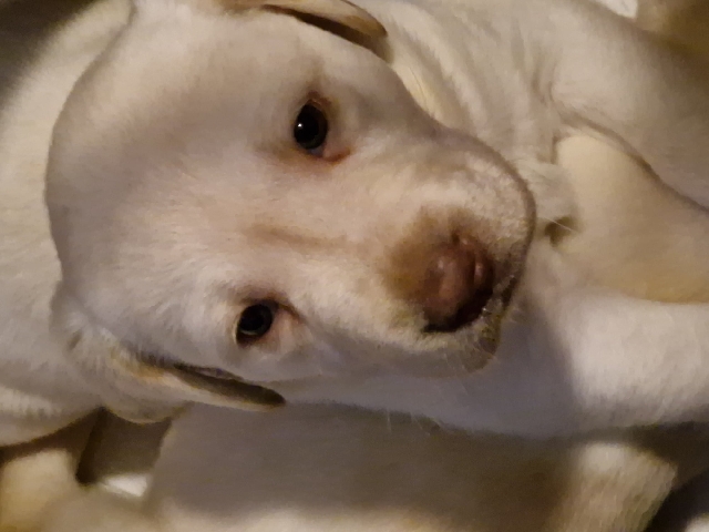 Labrador Retriever – beautiful stunning labrador puppies