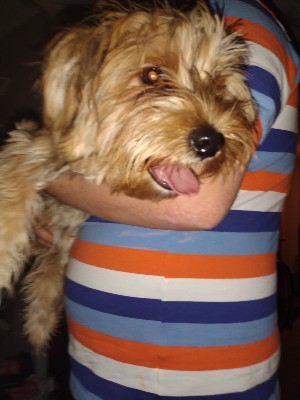 Shih Tzu – Luna for sale – Canton