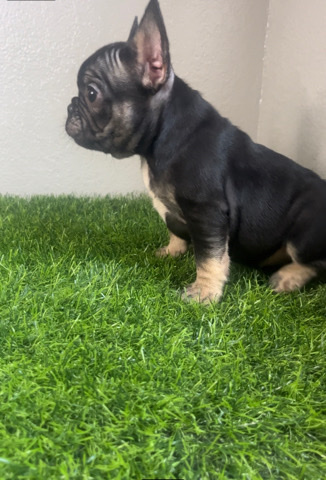 French Bulldog – french bulldog puppies