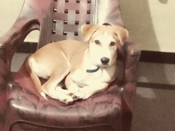 Labrador Retriever – 🚨 URGENT ADOPTION – HYDERABAD  🚨🐶 Name: Bunny🎂 Age: 1 year♂️ Gender: Male🐕 Breed: LabradorBunny is a friendly and calm dog, perfect for a loving home.📍 Location: , Hyderabad⚠️ Need – Hyderabad