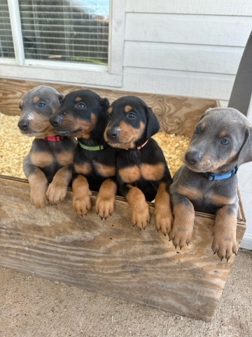 Doberman Pinscher – Rehoming American Doberman Pinscher Male Pups