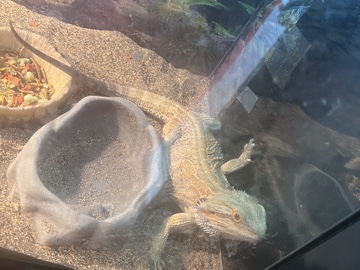 Lizard – bearded Dragon