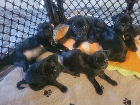 AKC Registered Pug puppies