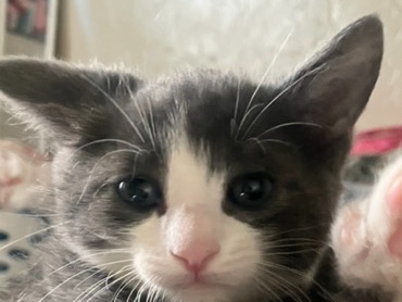 TWO TWIN KITTENS – Modesto