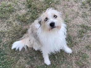 Australian Shepherd – Free Aussie Mix – San Antonio