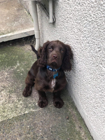 English Cocker Spaniel – cocker spaniel