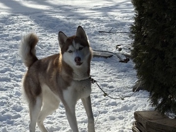 Siberian Husky – 1 year old female husky – Unionville